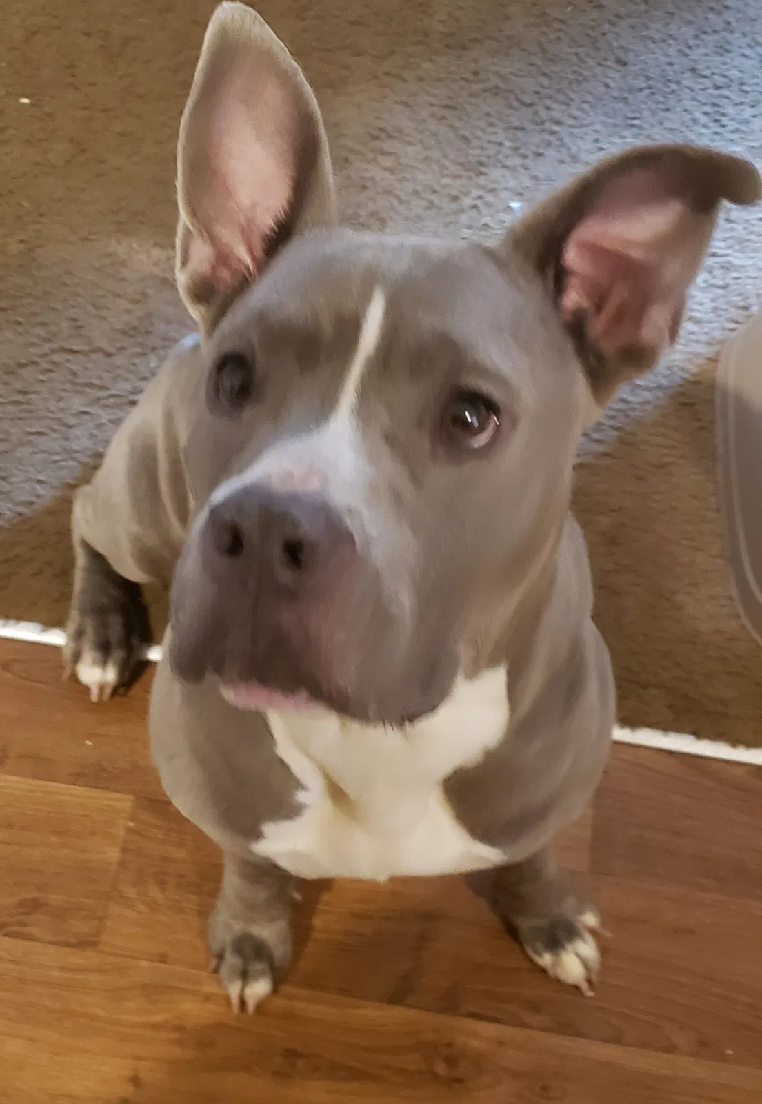 Lost dog in Winston Salem, NC, 27107