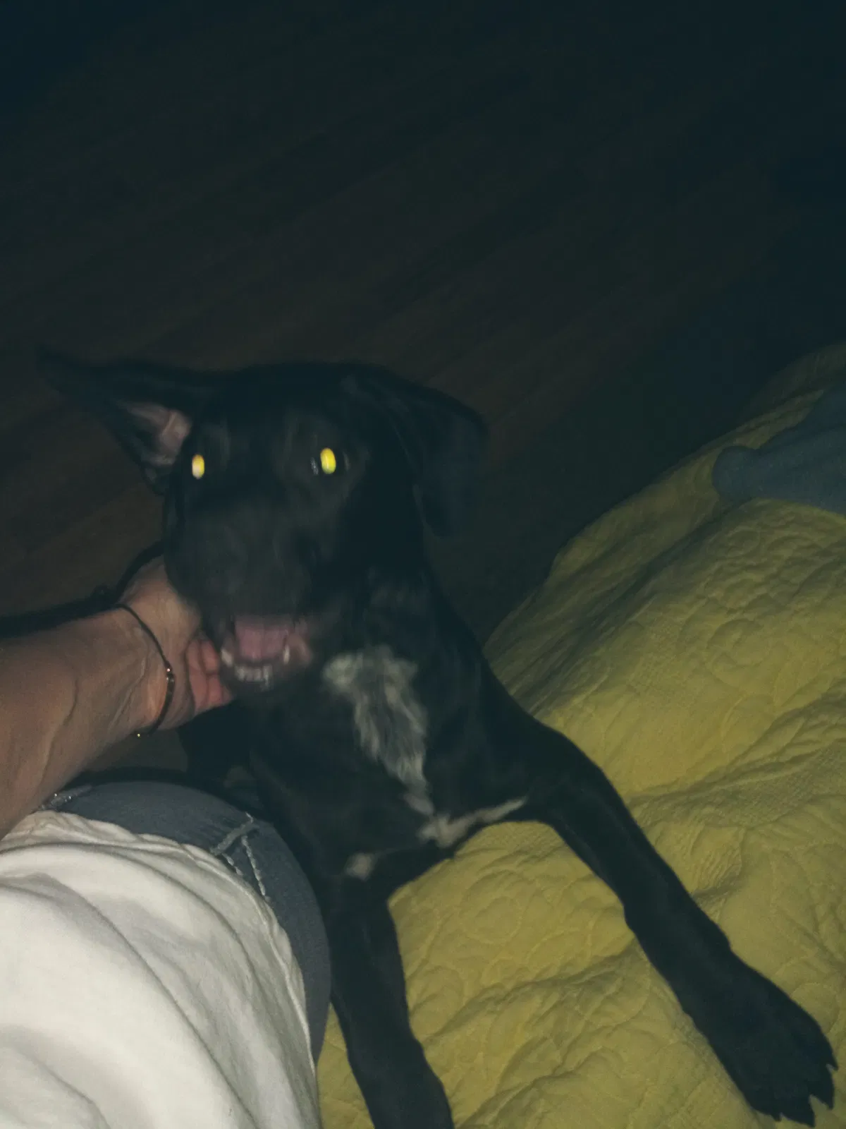 Lost dog in Birmingham, AL, 35242