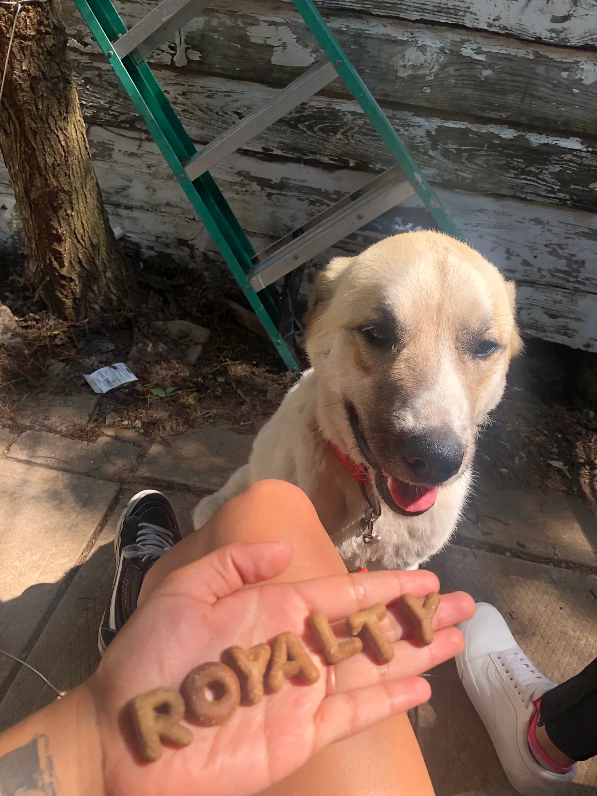 Lost dog in Sherman, TX, 75090