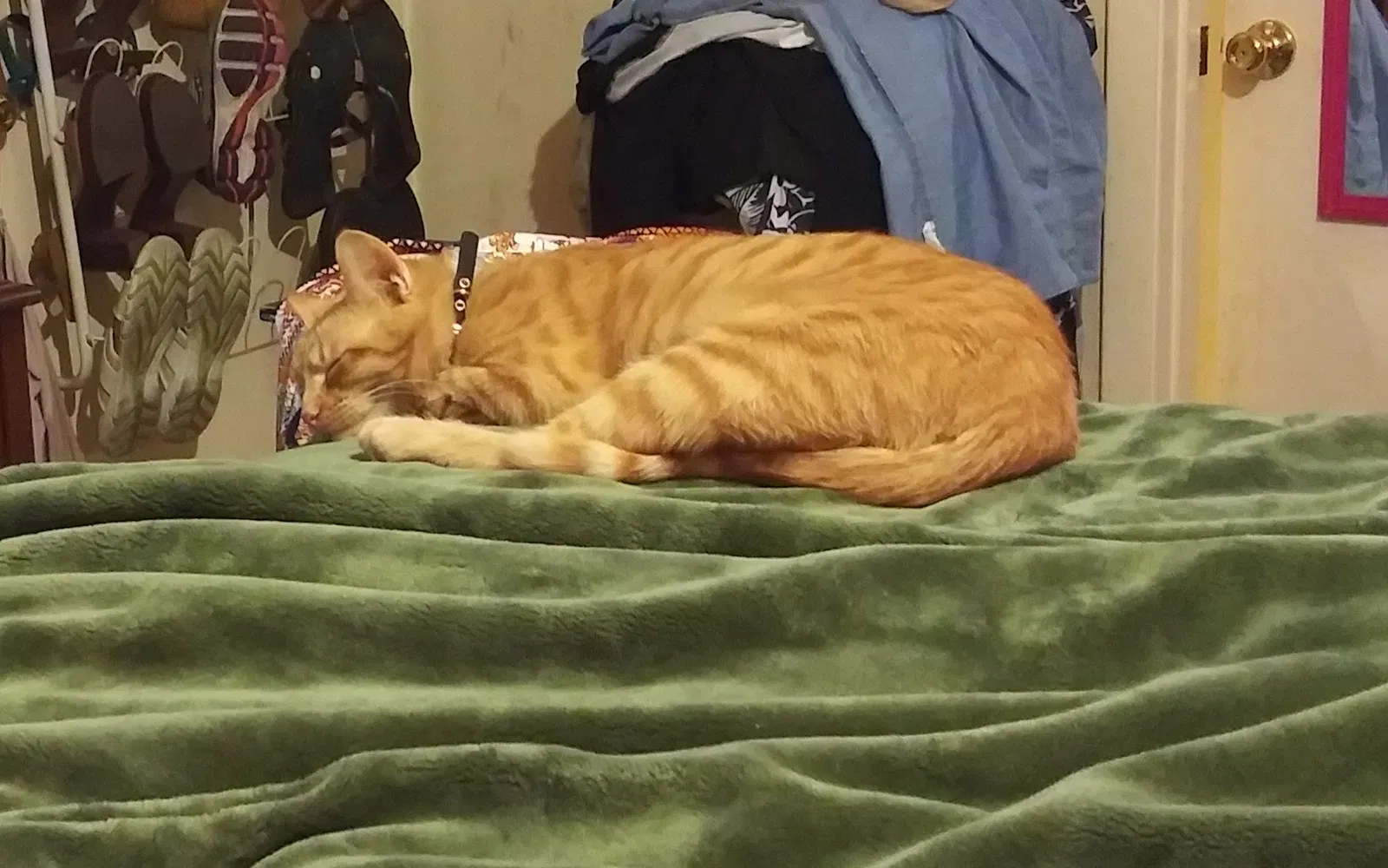 Lost cat in New Orleans, LA, 70123
