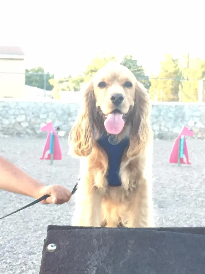 Lost dog in El Paso, TX, 79935