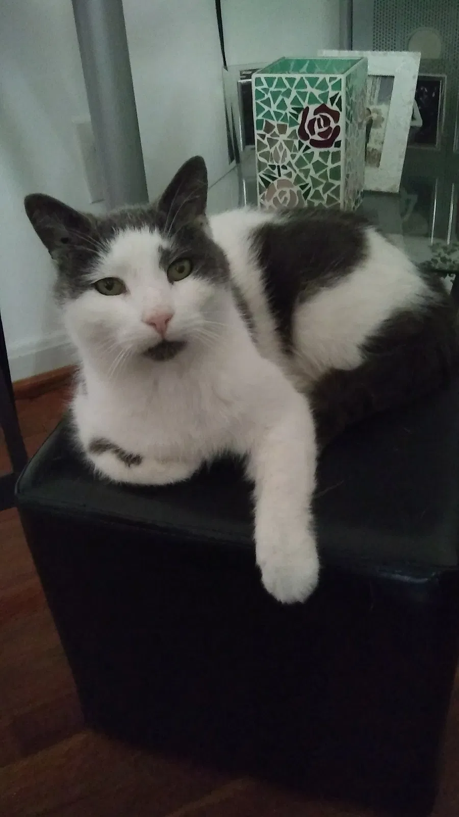 Lost cat in Fort Washington, MD, 20744
