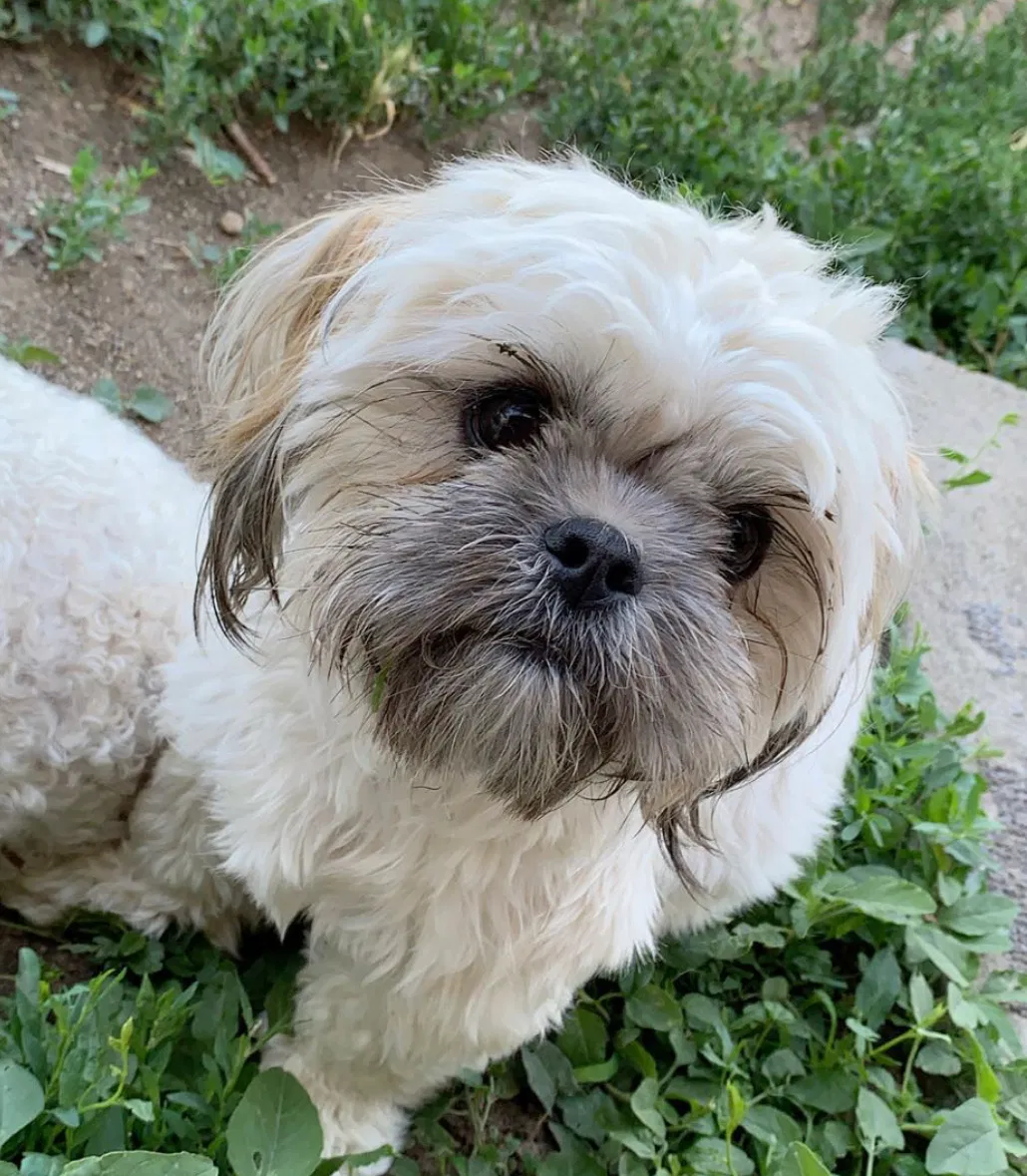 Lost dog in Denver, CO, 80249