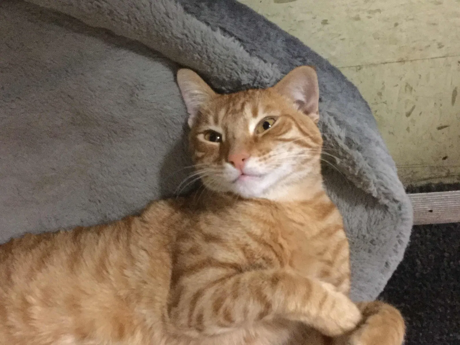 Lost cat in Oakland, CA, 94601