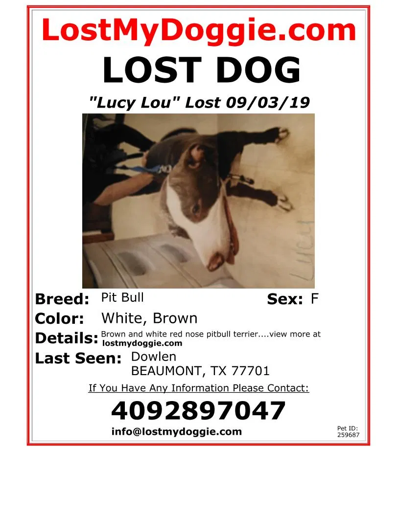 Lost dog in Beaumont, TX, 77706