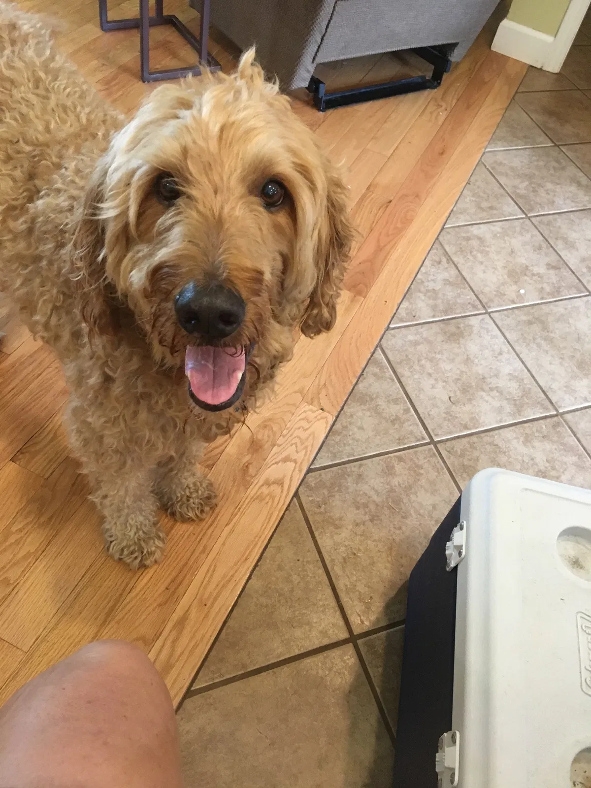 Lost dog in Salisbury, NC, 28146