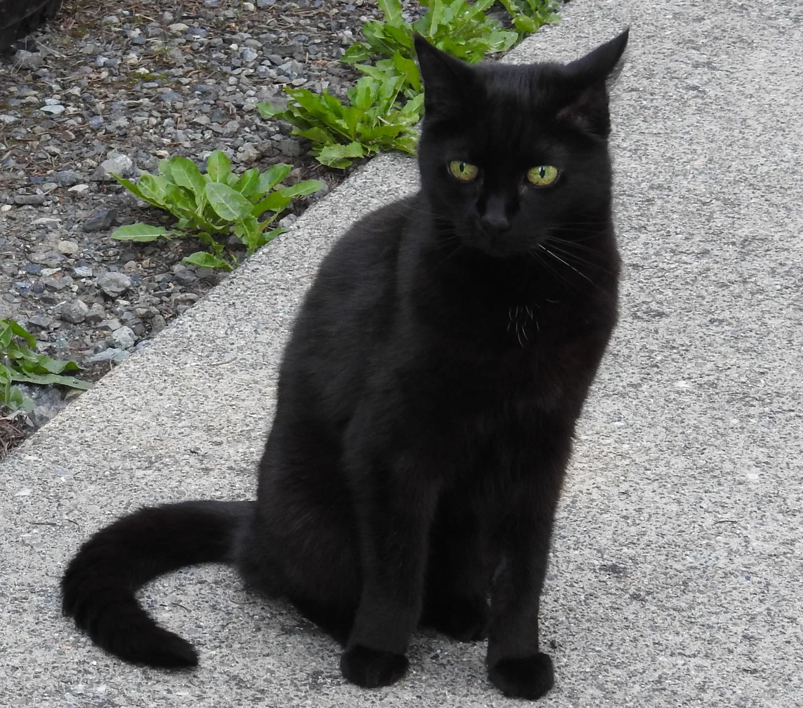 Lost cat in Graham, WA, 98338