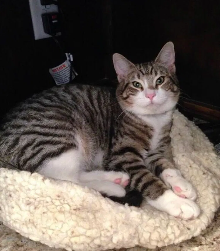 Lost cat in Lubbock, TX, 79424