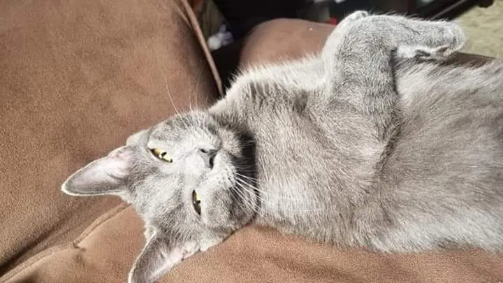 Lost cat in Cape Girardeau, MO, 63701