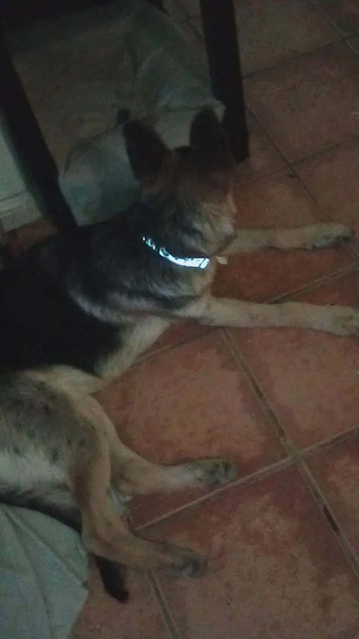 Lost dog in Delano, CA, 93215