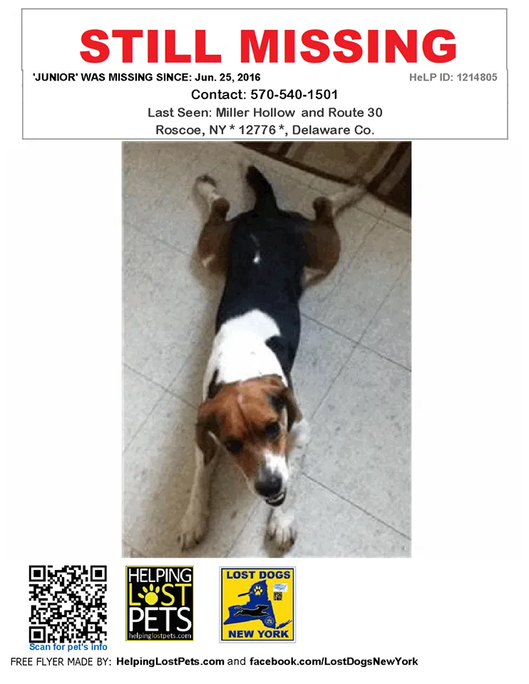 Lost dog in Roscoe, NY, 12776