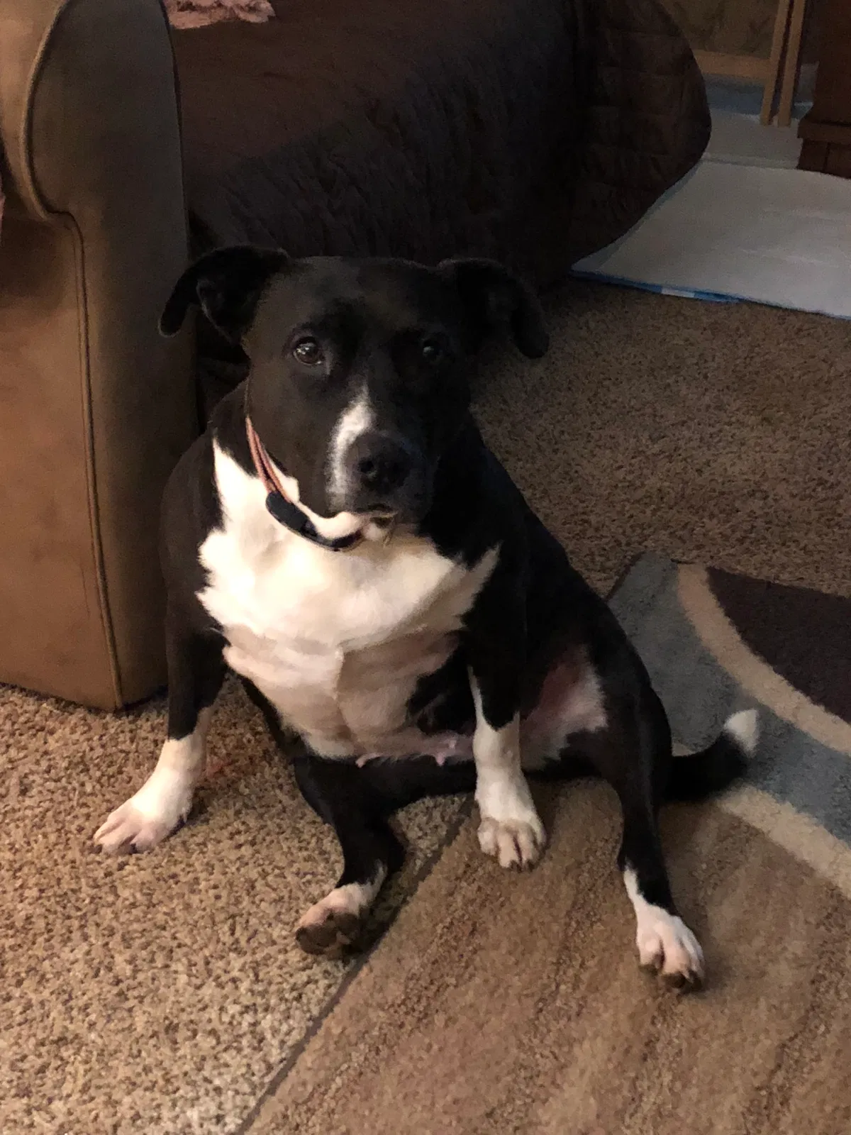 Lost dog in Killen, AL, 35645