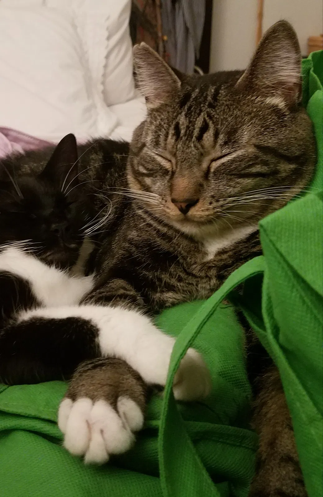 Lost cat in Gainesville, FL, 32607