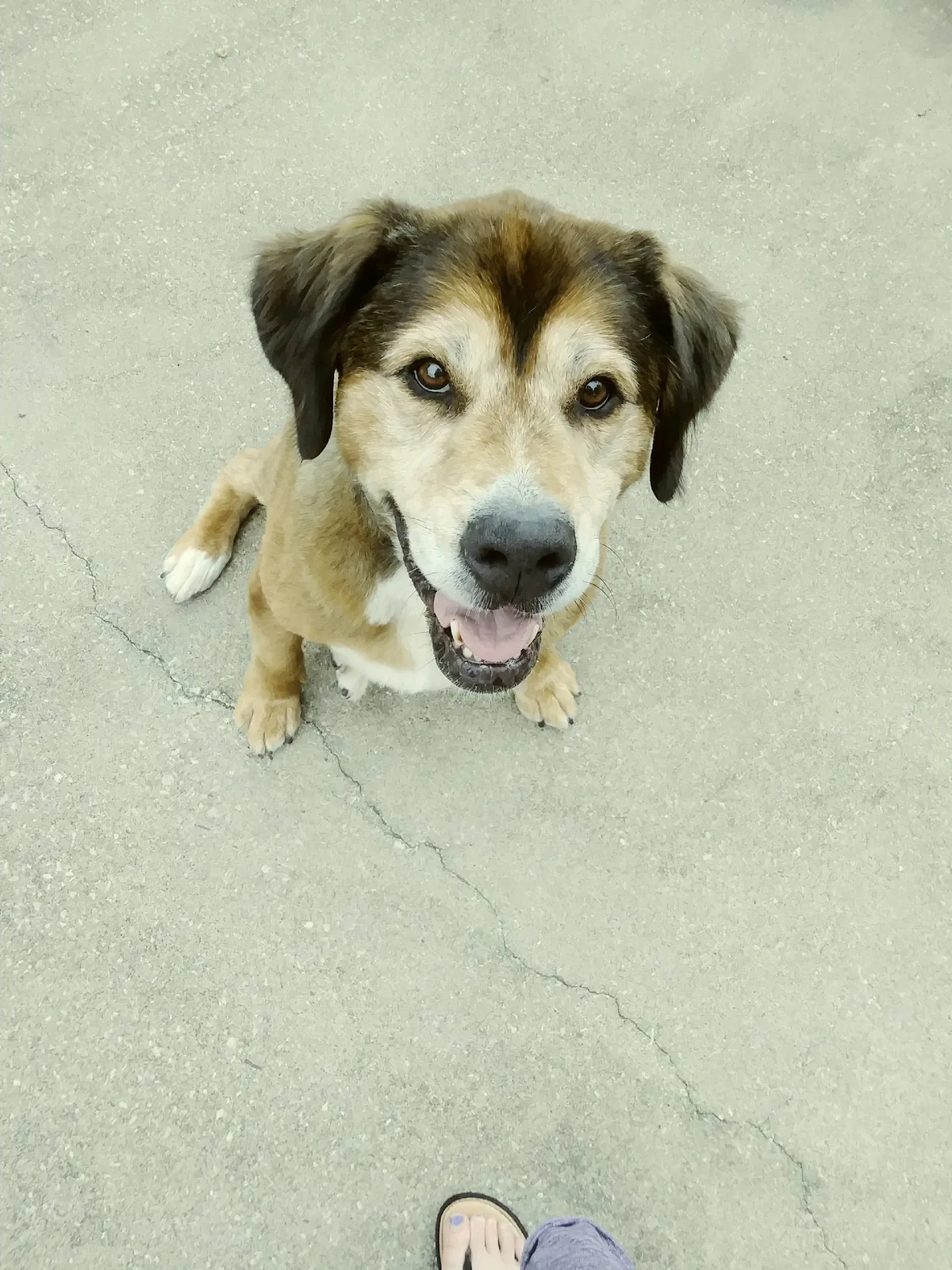 Lost dog in Independence, MO, 64057