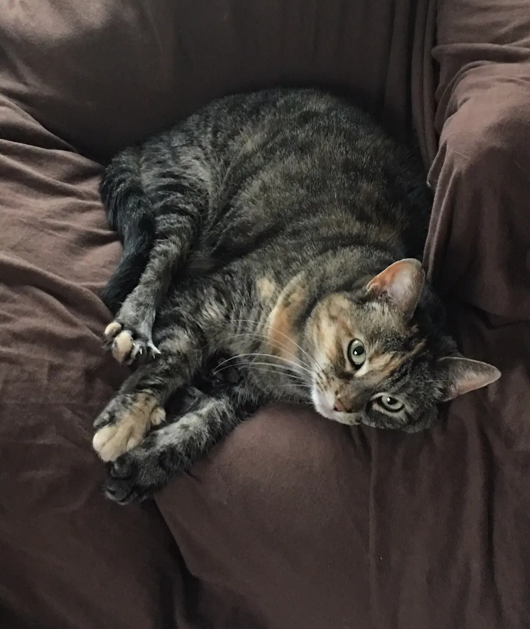 Lost cat in Minneapolis, MN, 55423