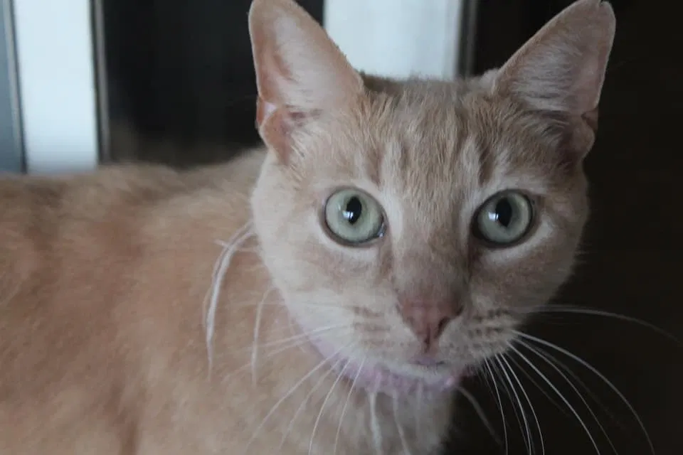 Lost cat in Orient, OH, 43146