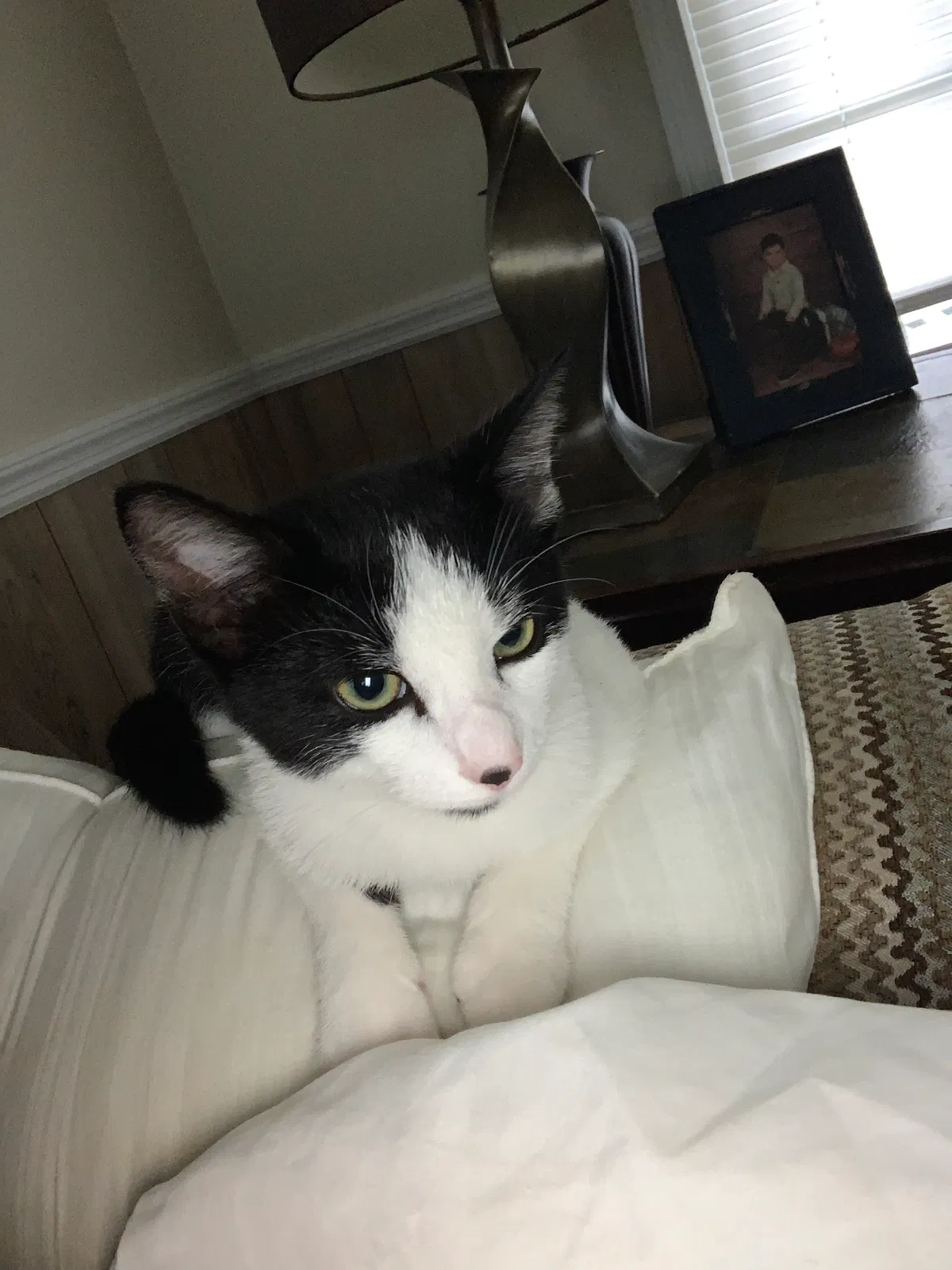 Lost cat in Cedar Bluff, AL, 35959