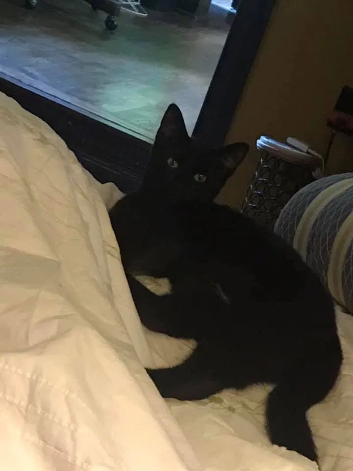 Lost cat in Spartanburg, SC, 29302
