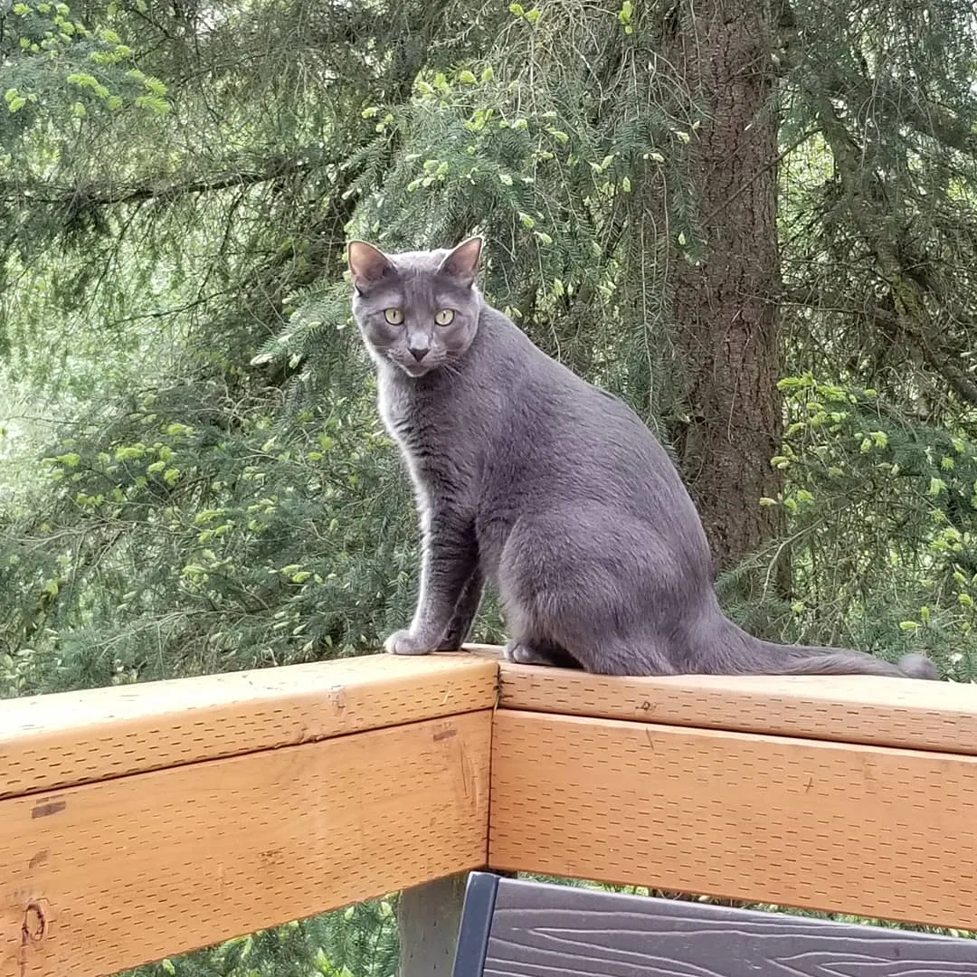 Lost cat in Lake Stevens, WA, 98258