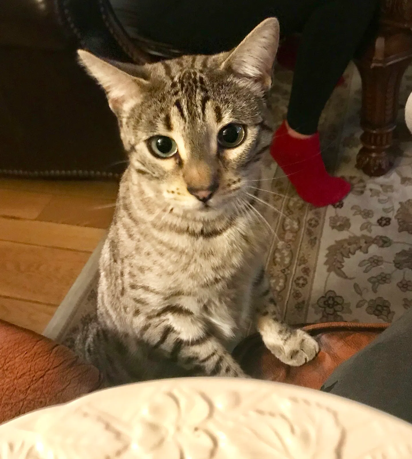 Lost cat in West Bend, WI, 53095