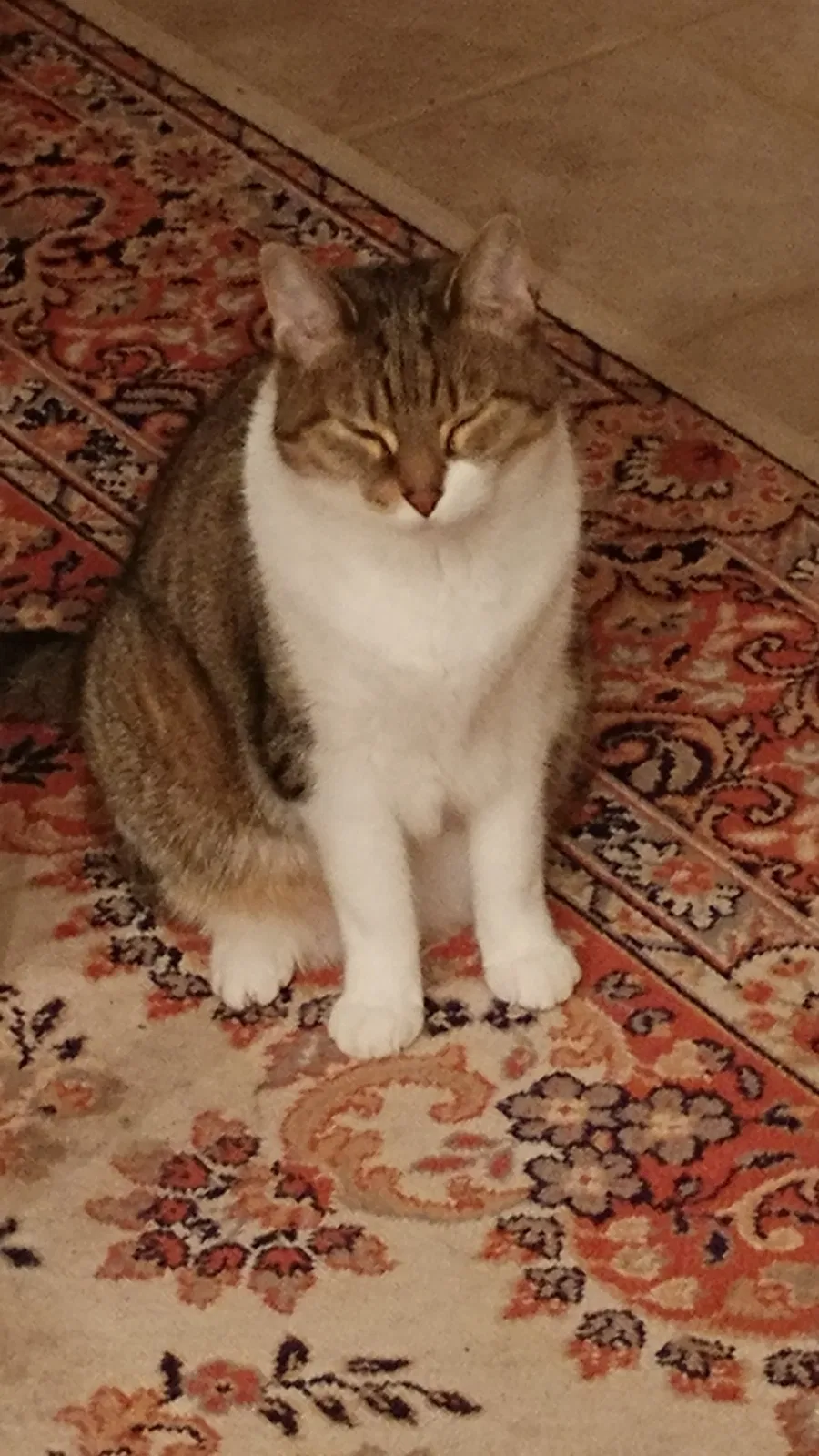 Lost cat in Powell, OH, 43065
