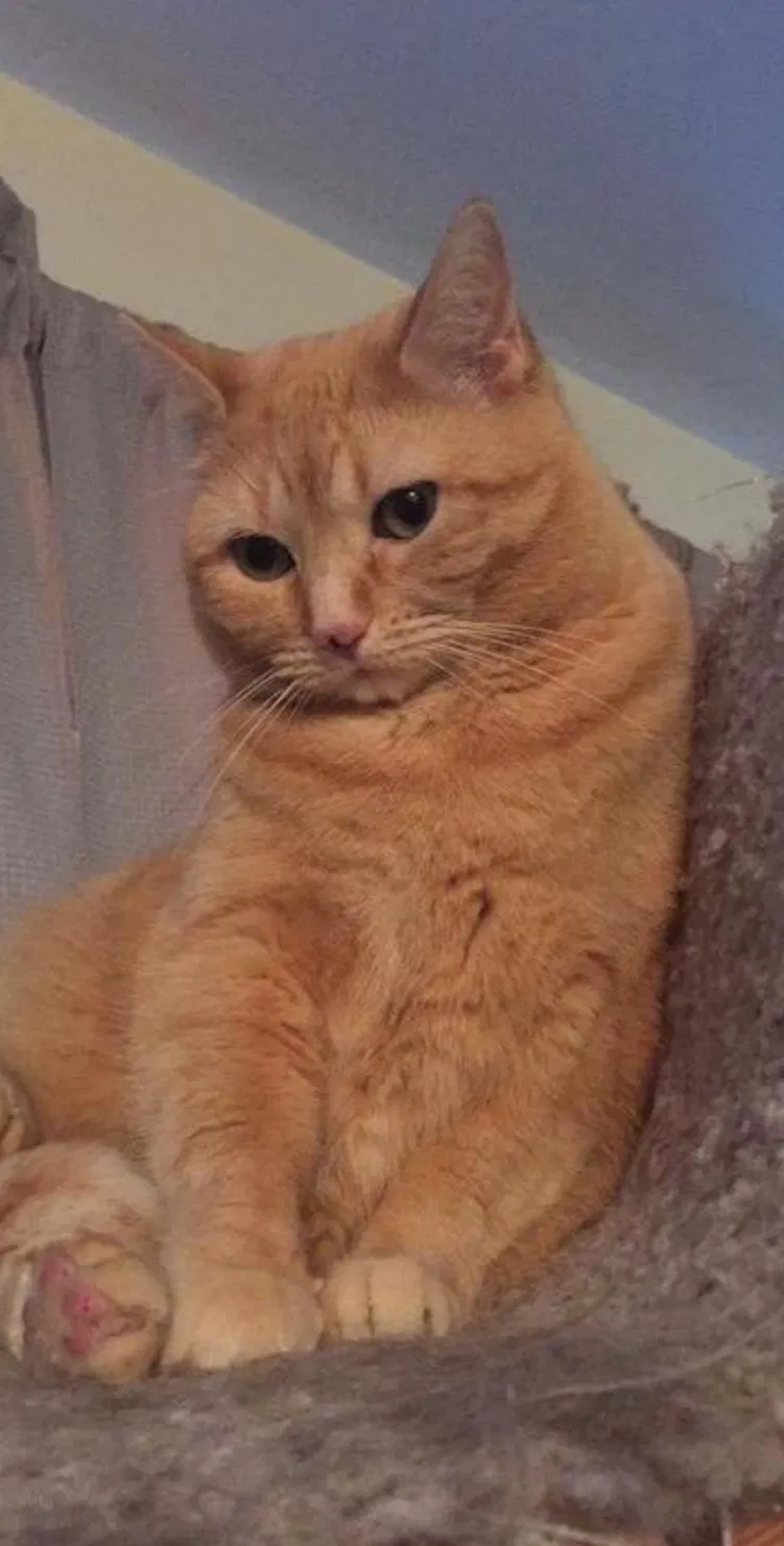 Lost cat in Brookfield, WI, 53005