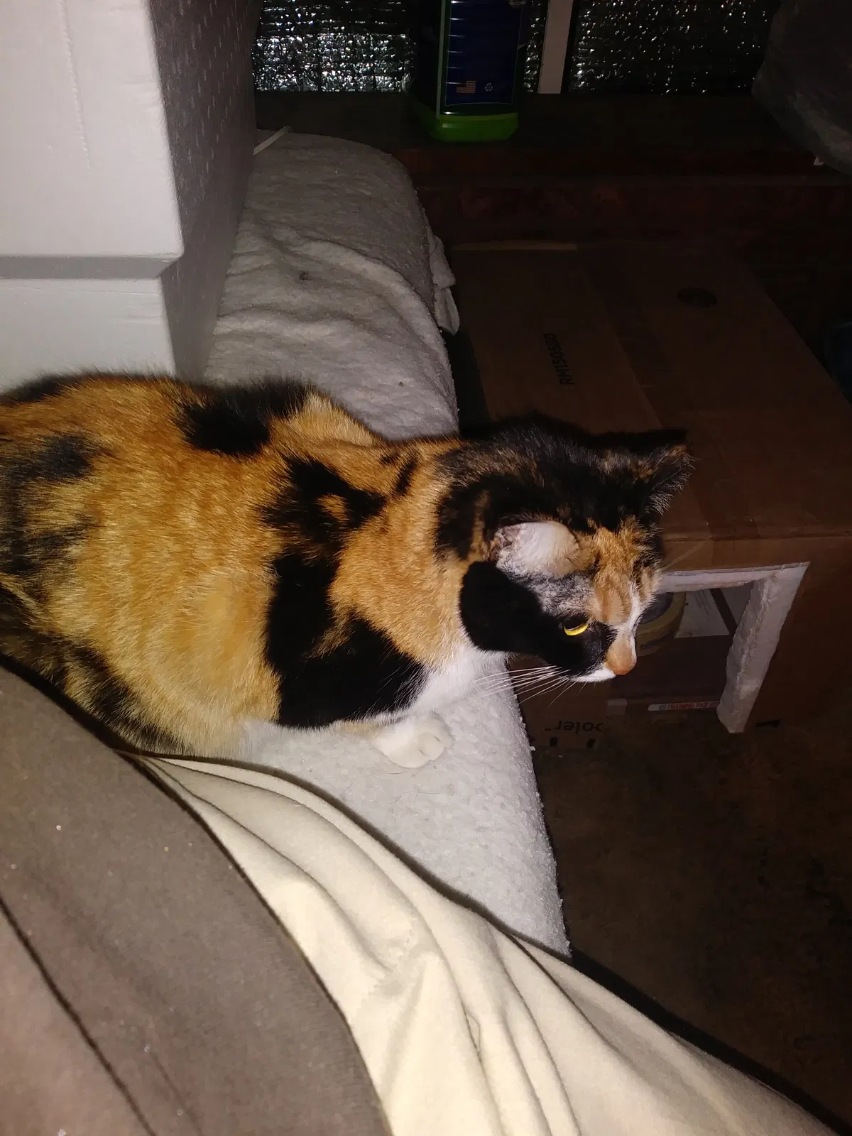 Lost cat in Columbus, OH, 43204