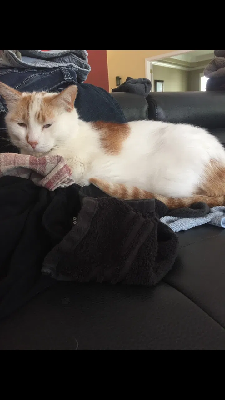 Lost cat in Saint George, UT, 84770