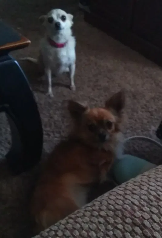 Lost dog in Mesa, AZ, 85201