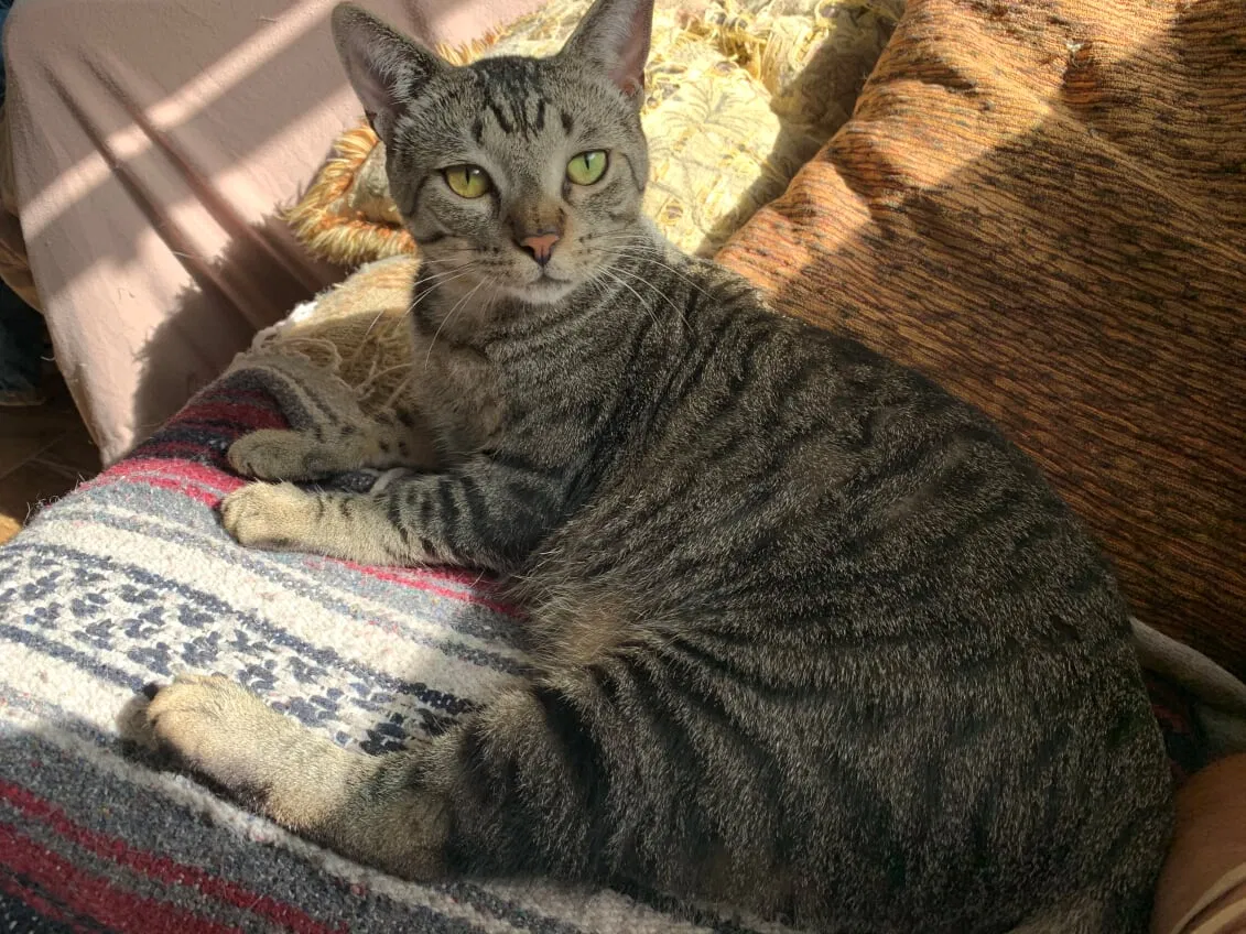 Lost cat in Jacksonville, FL, 32210
