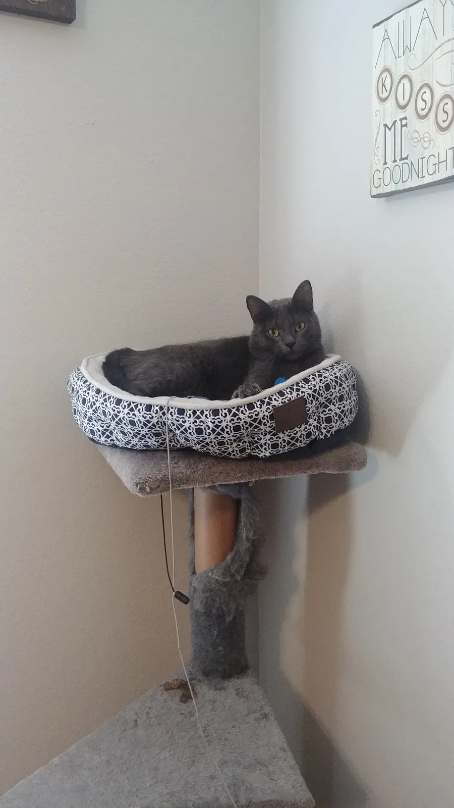 Lost cat in Springfield, MO, 65807