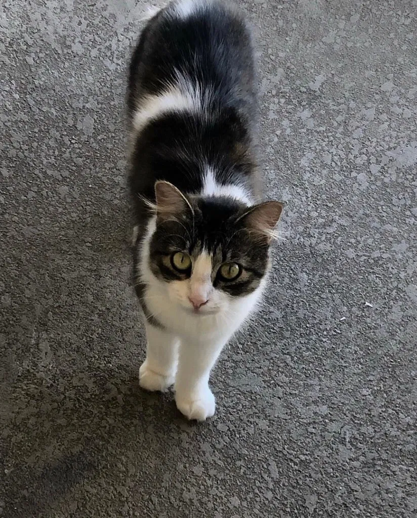Lost cat in Salinas, CA, 93906