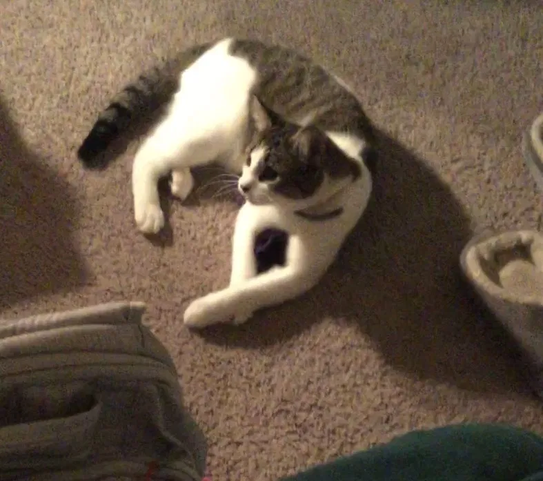Lost cat in Lebanon, PA, 17042