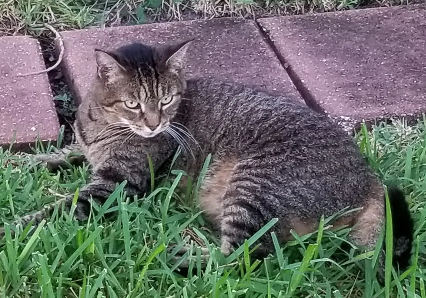 Lost cat in North Fort Myers, FL, 33903