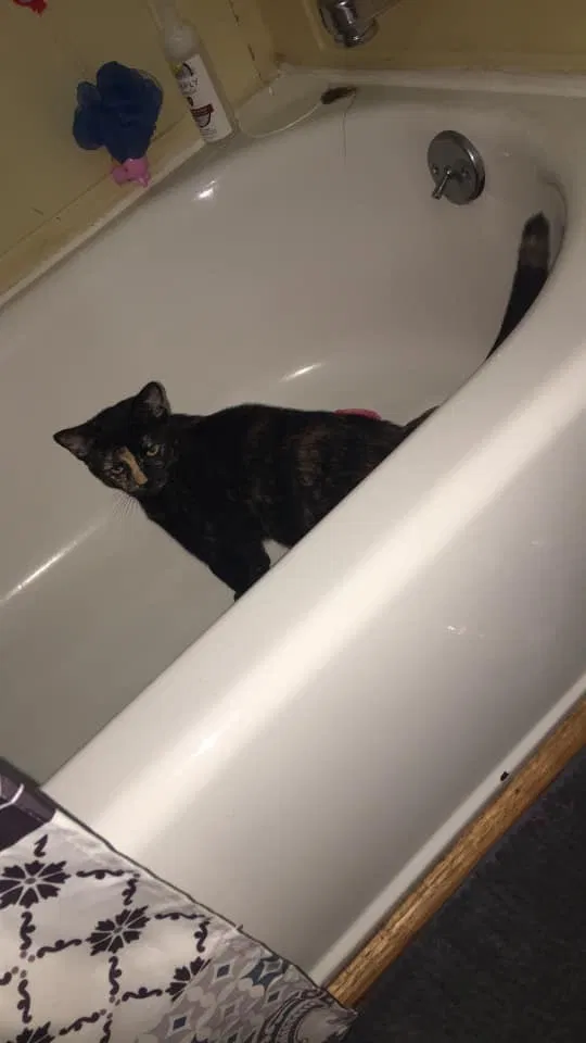 Lost cat in Roanoke, VA, 24012