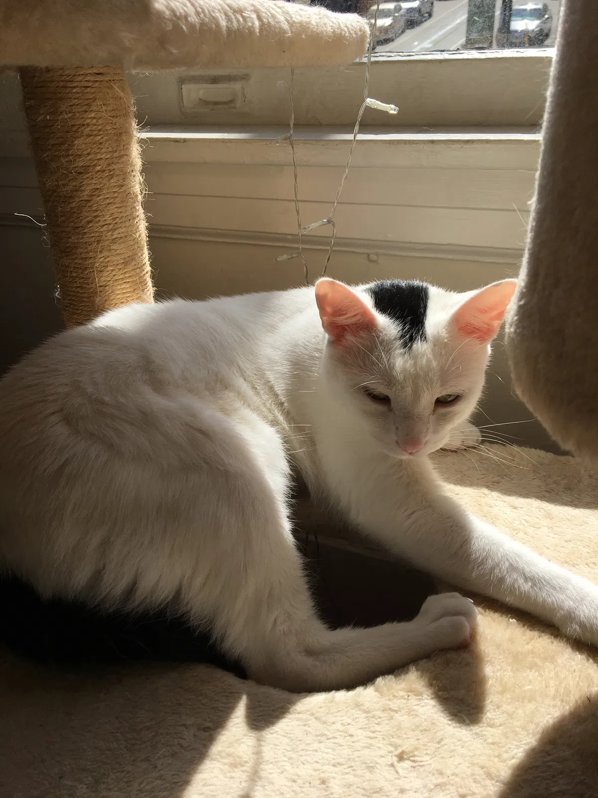 Lost cat in San Francisco, CA, 94108