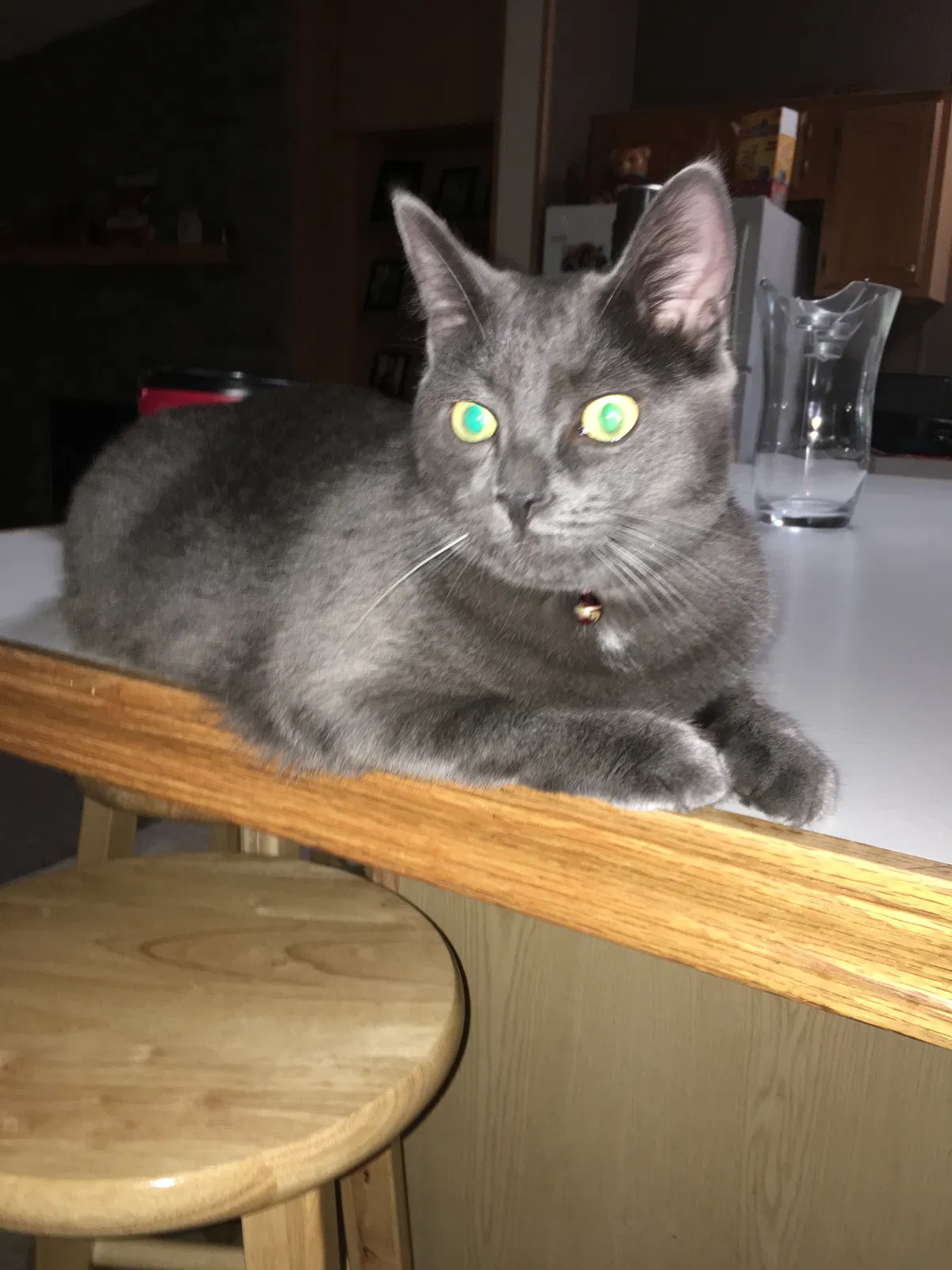 Lost cat in Swartz Creek, MI, 48473