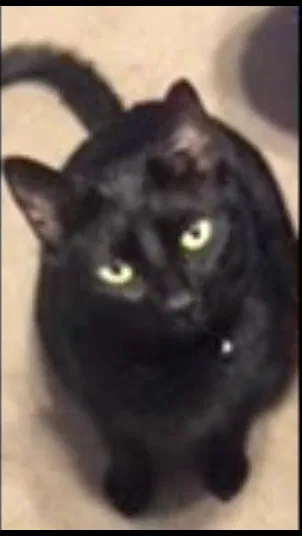 Lost cat in Destrehan, LA, 70047