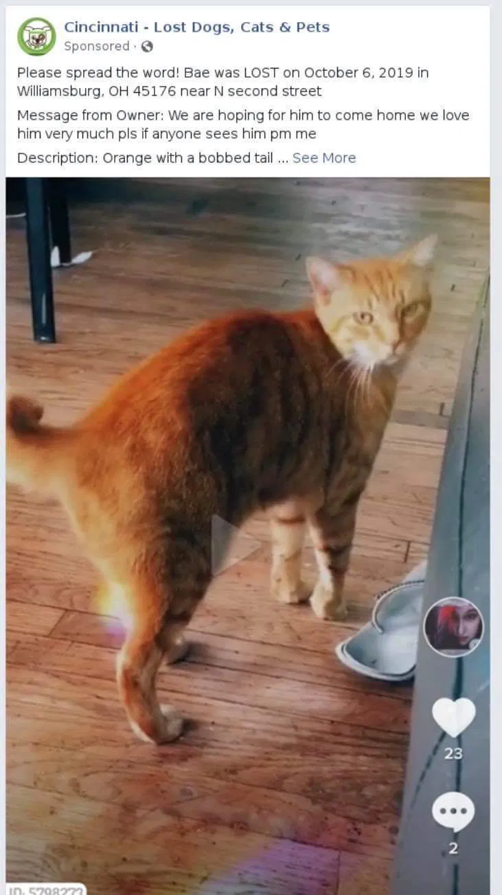 Lost cat in Williamsburg, OH, 45176