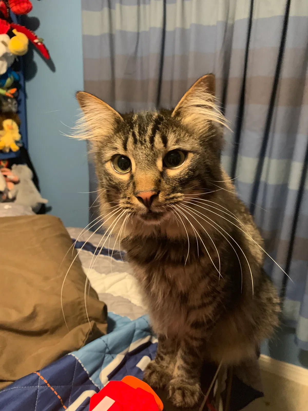 Lost cat in Peyton, CO, 80831