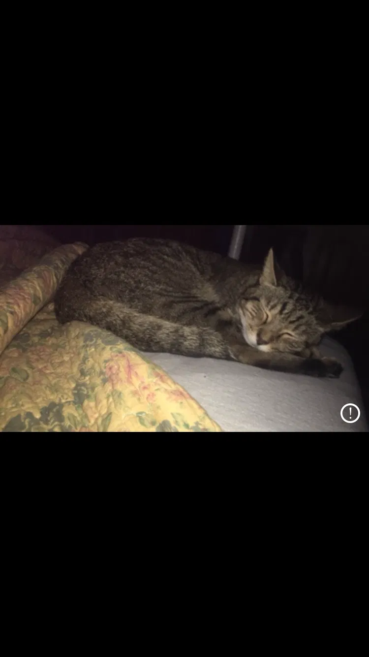 Lost cat in Terre Haute, IN, 47803