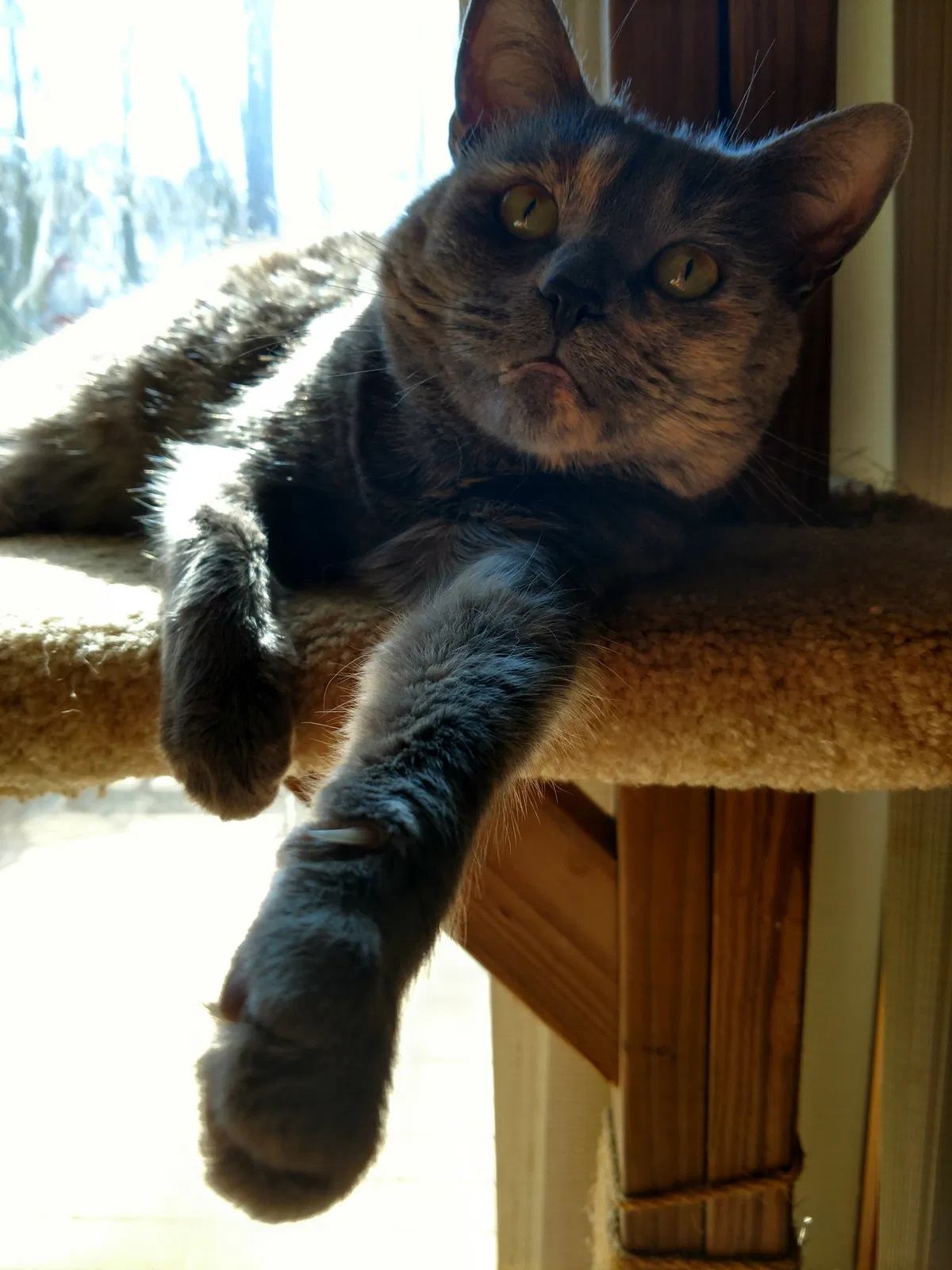 Lost cat in Gastonia, NC, 28056