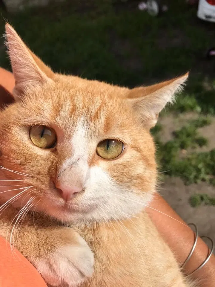 Lost cat in Gloversville, NY, 12078