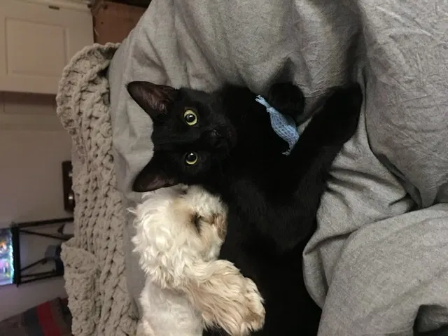 Lost cat in El Paso, TX, 79932
