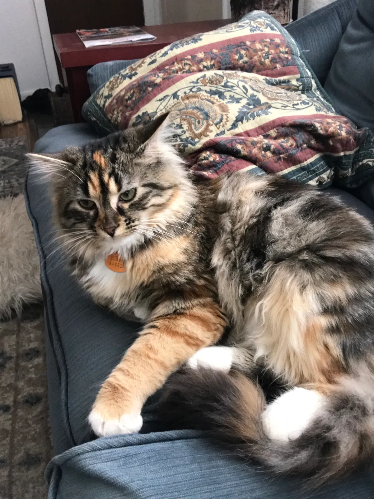 Lost cat in Loveland, CO, 80537