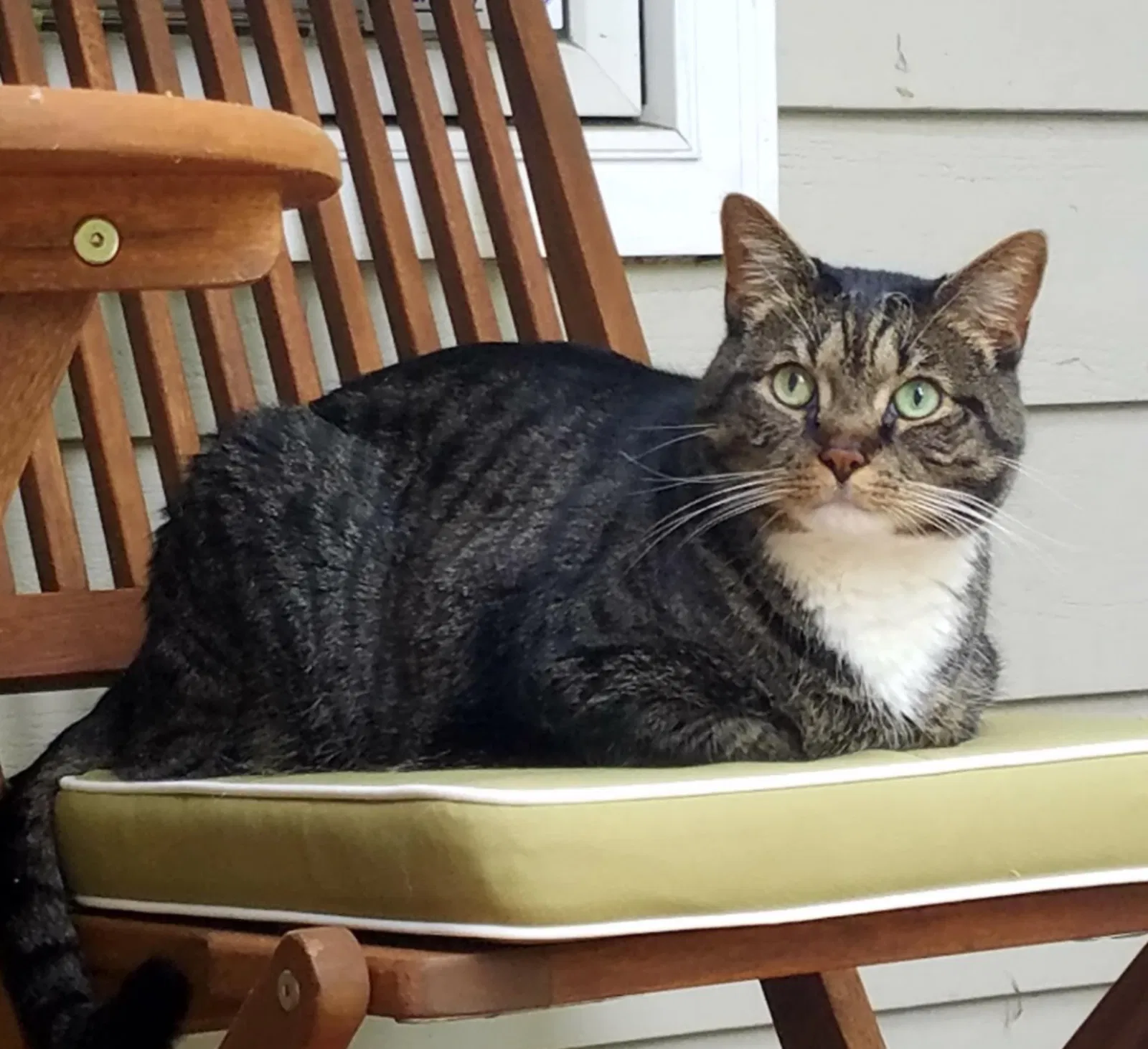 Lost cat in Annapolis, MD, 21401