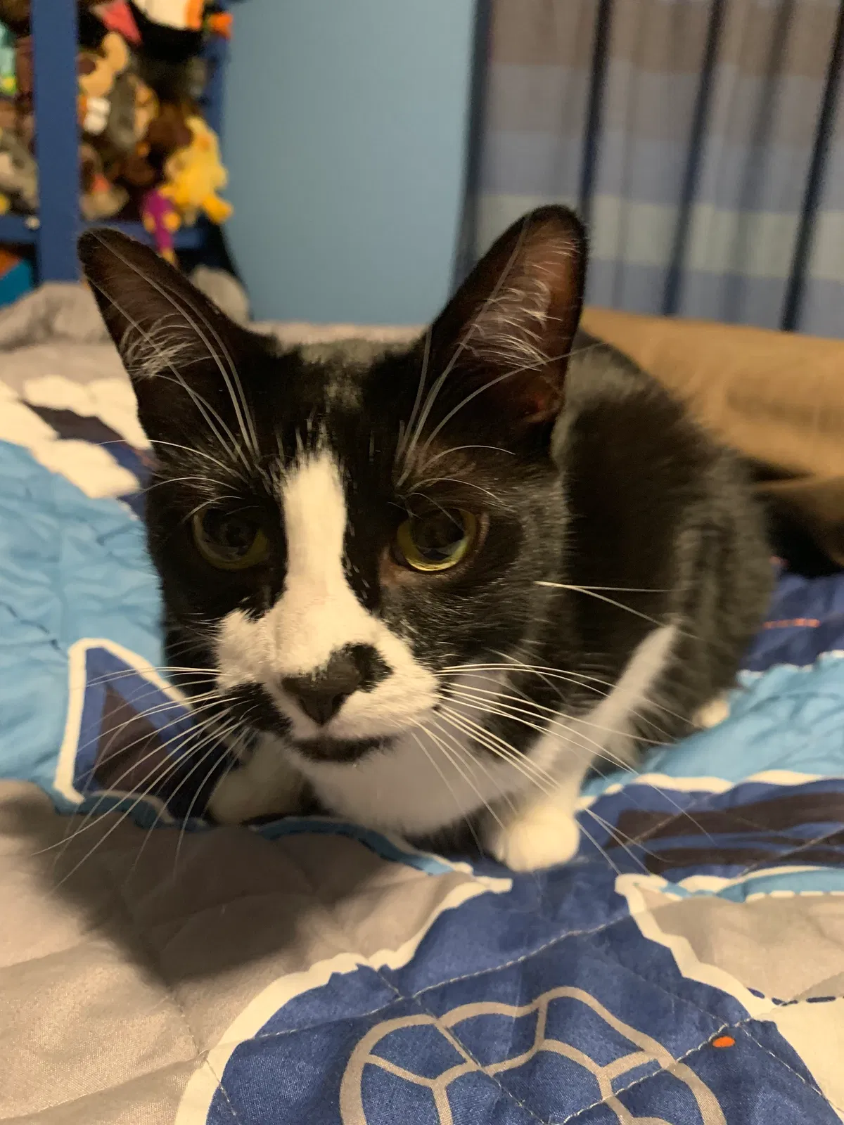 Lost cat in Peyton, CO, 80831