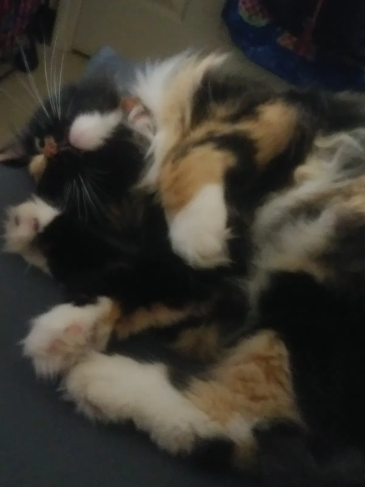 Lost cat in Easley, SC, 29640