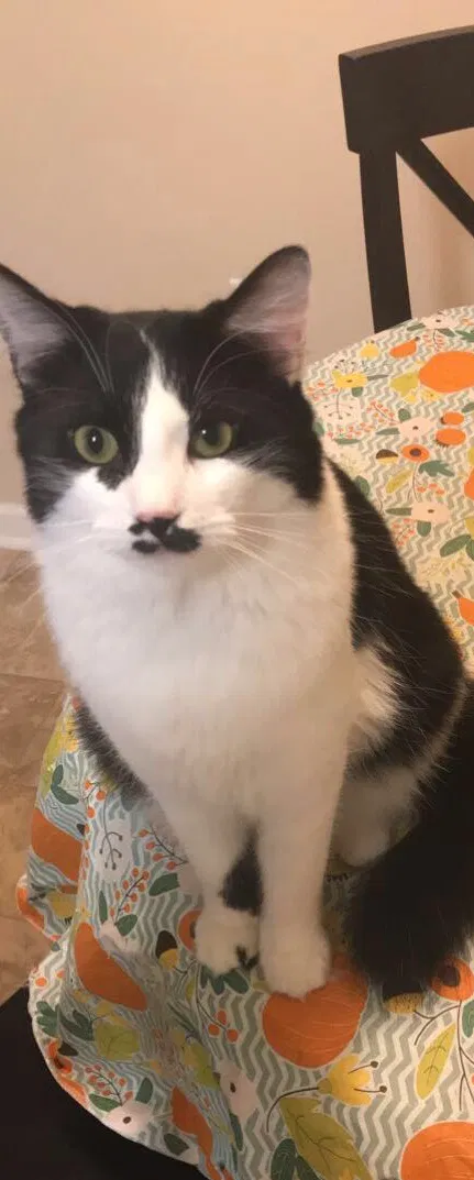 Lost cat in Boiling Springs, SC, 29316