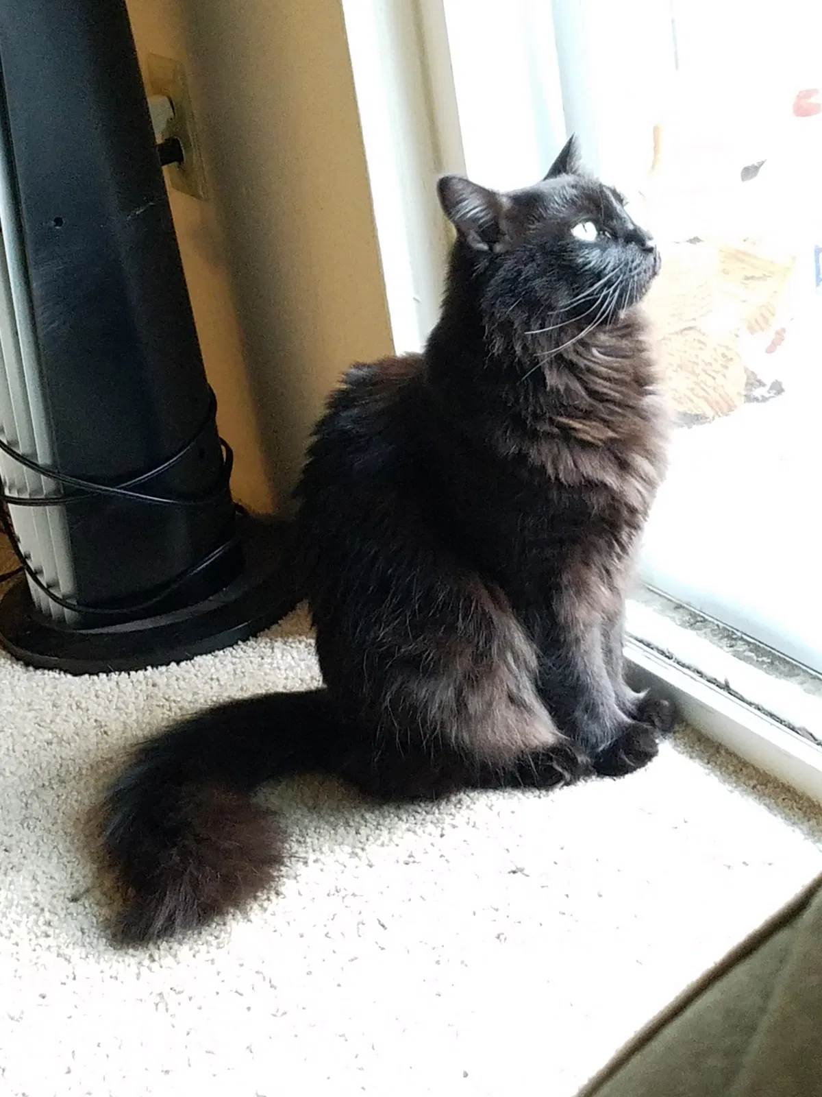 Lost cat in Kenmore, WA, 98028